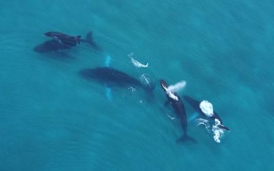 Economía Verde, Economía Azul: el camino para una recuperación resiliente