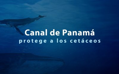 Canal de Panamá protege a su fauna marina