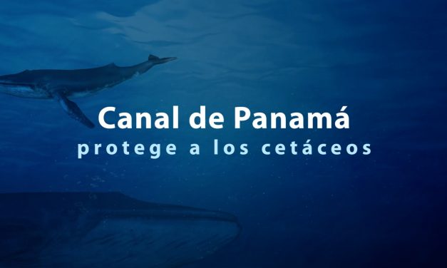 Le canal de Panama protège sa faune marine
