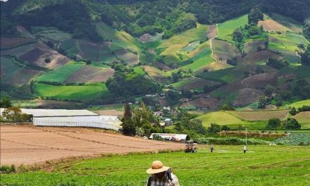 Cerro Punta, Chiriquí! Las tierras altas y la agricultura en Panamá!